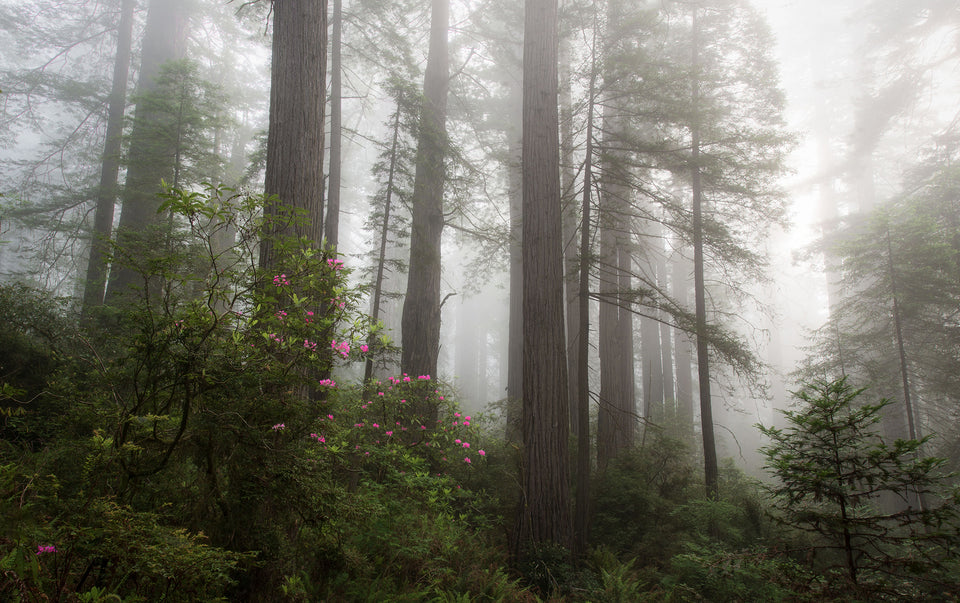 Beckoning