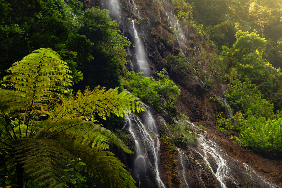 Lush Dreams