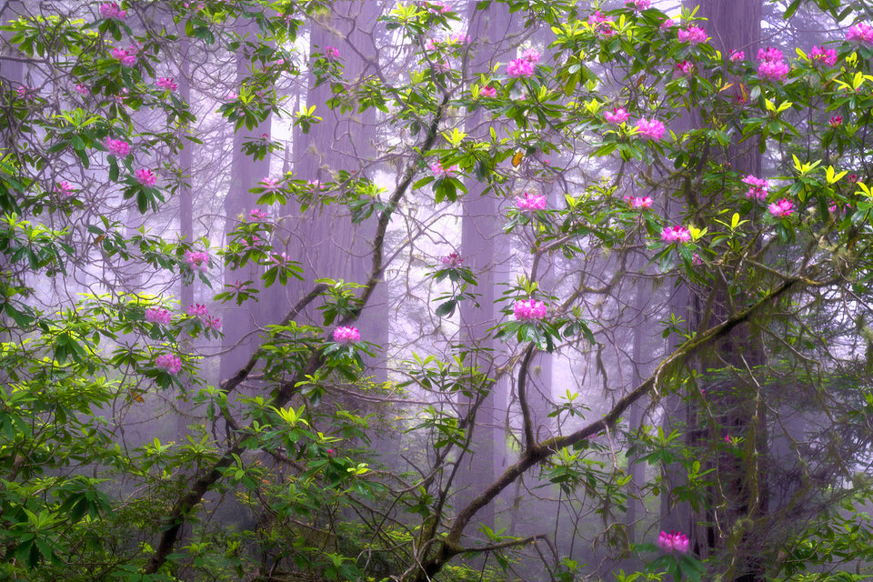 Pink Lattice