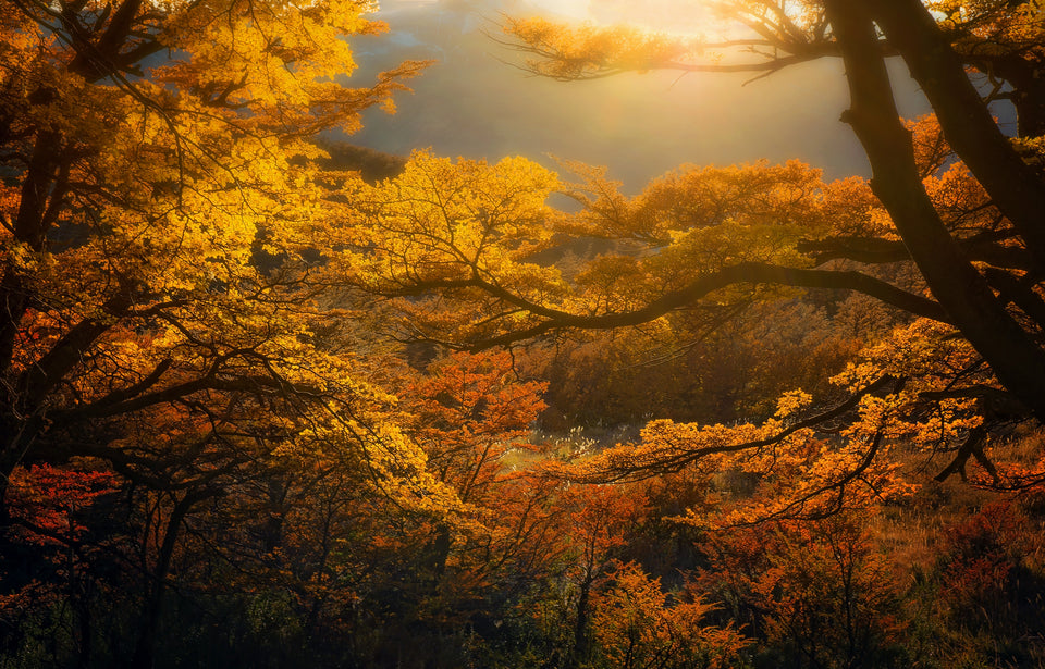 Season's Symphony
