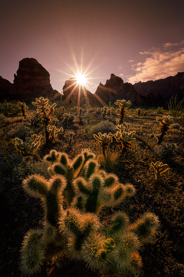 Desert Star