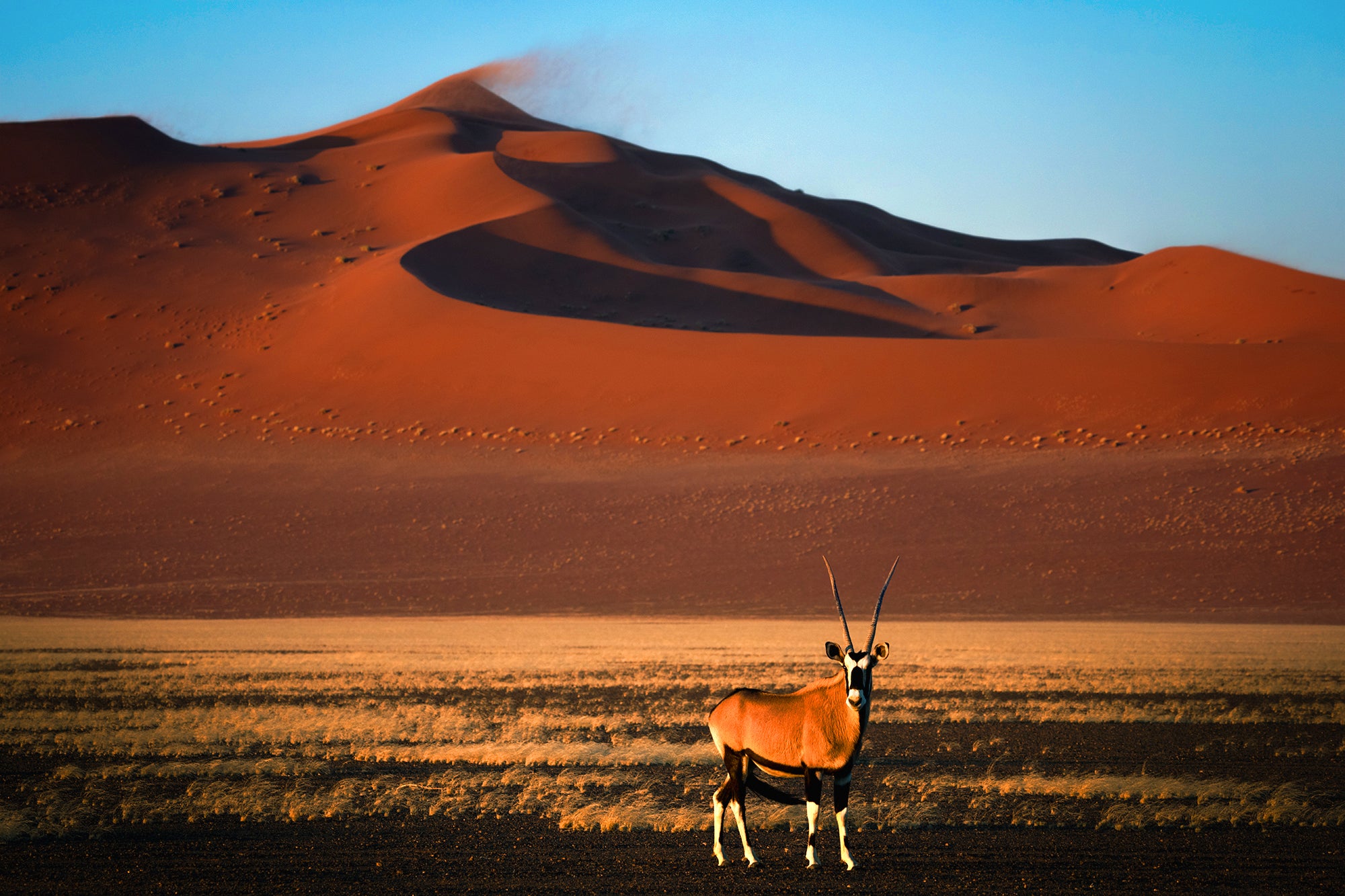 Desert Dreams (Namibia)