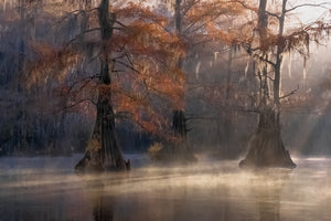 Beauty of the Bayou