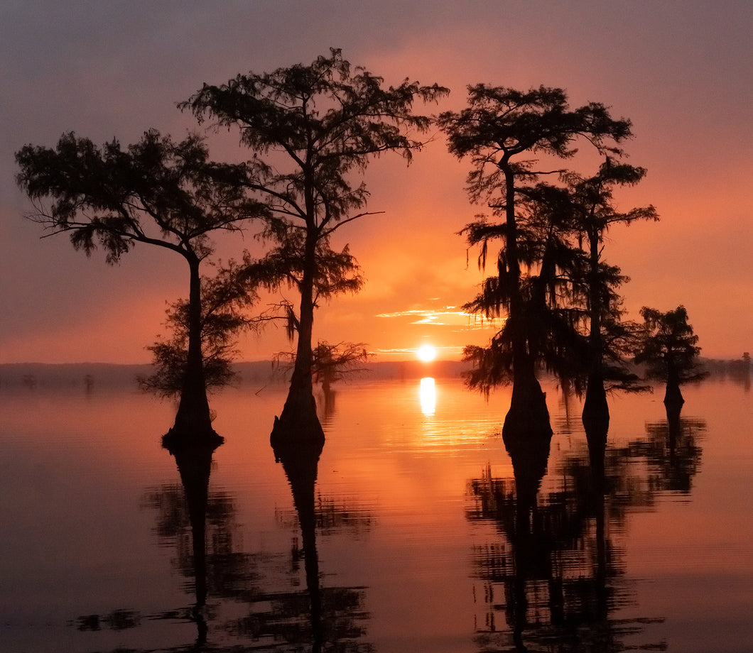 Beauty of the Bayou