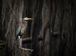 Beauty of the Bayou