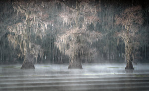 Beauty of the Bayou