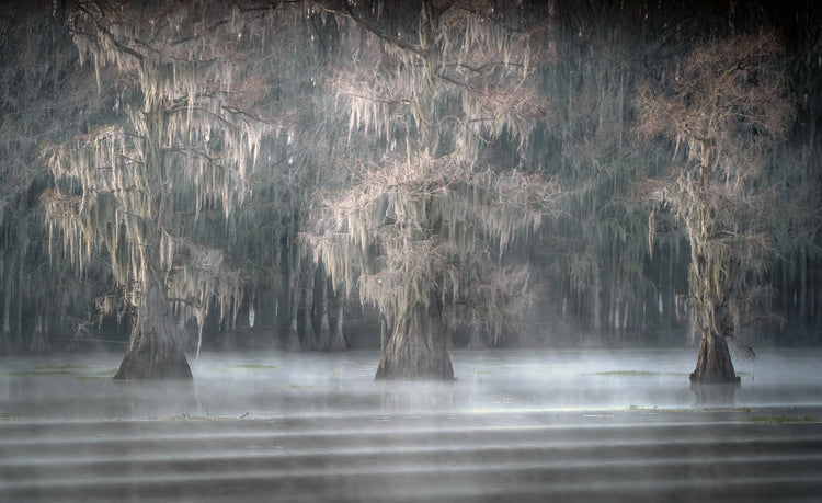 Beauty of the Bayou