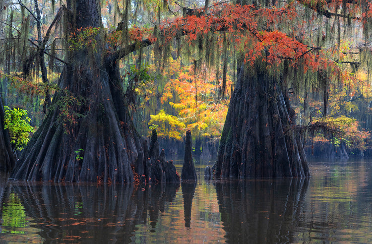 Beauty of the Bayou 2026
