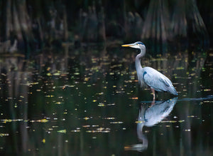 Beauty of the Bayou 2026