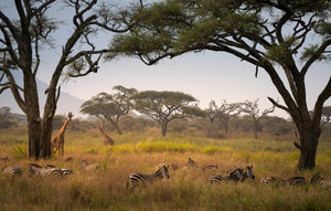 African Reddy African Safari – Sapna Reddy