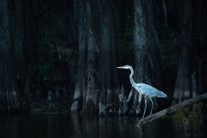 Beauty of the Bayou 2026