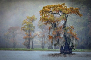 Beauty of the Bayou 2026