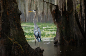 Beauty of the Bayou 2026