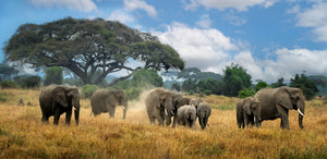 African Reddy African Safari – Sapna Reddy