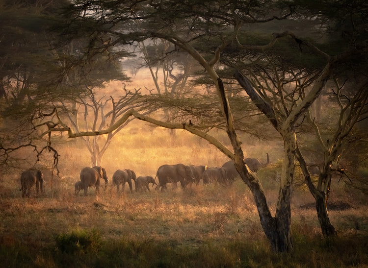 African Reddy African Safari – Sapna Reddy