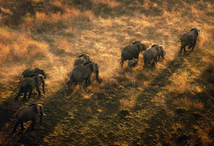 African Reddy African Safari – Sapna Reddy