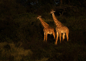 African Reddy African Safari – Sapna Reddy
