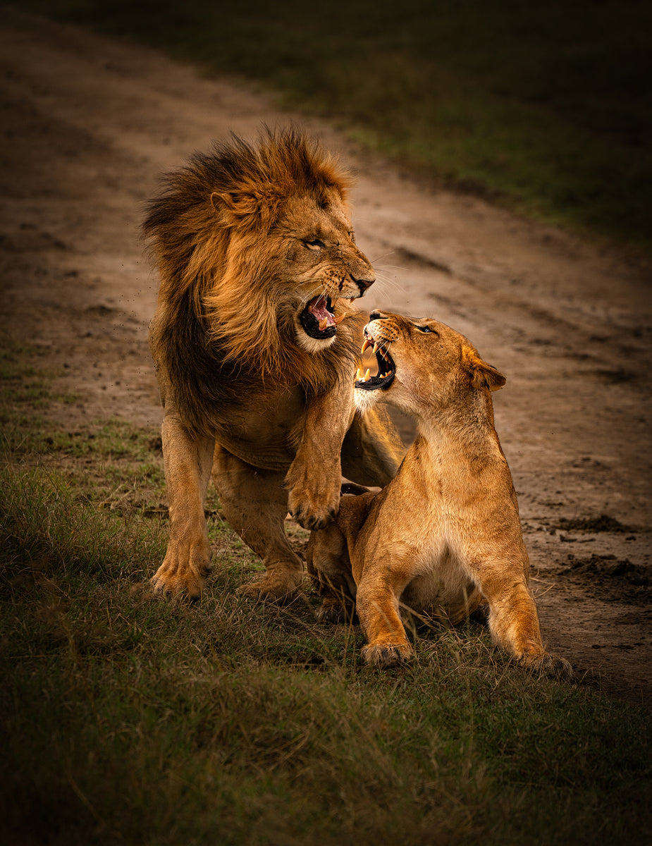 African Reddy African Safari – Sapna Reddy
