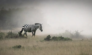 African Reddy African Safari – Sapna Reddy