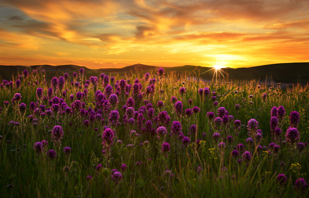 Spring Forward