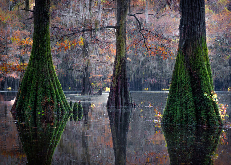 Beauty of the Bayou 2024