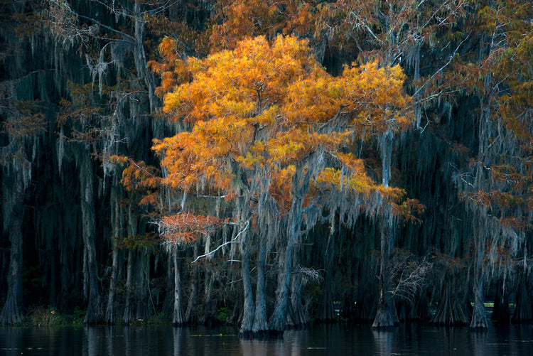 Beauty of the Bayou 2024