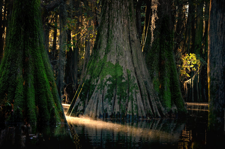 Beauty of the Bayou 2024