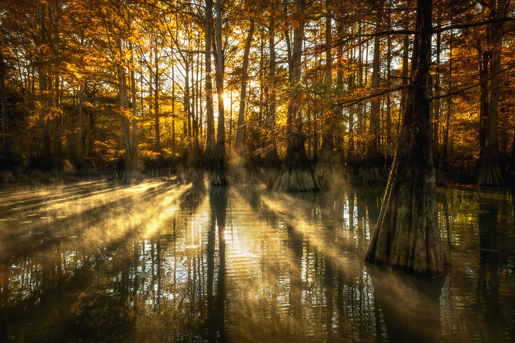 Beauty of the Bayou 2024