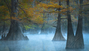 Beauty of the Bayou 2024