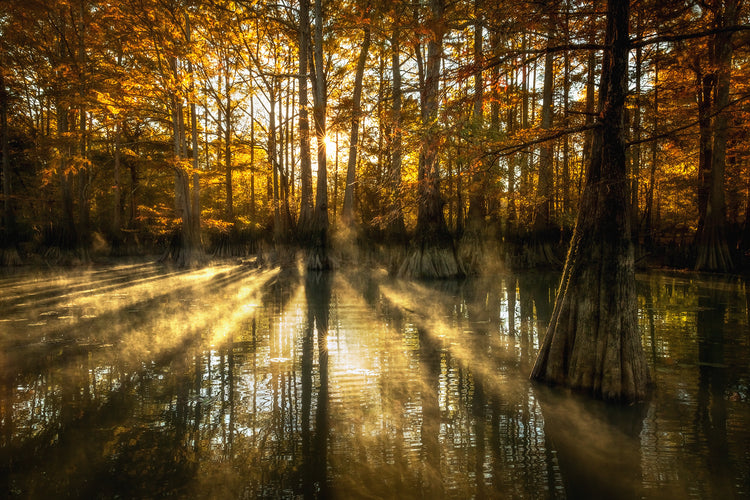 Beauty of the Bayou