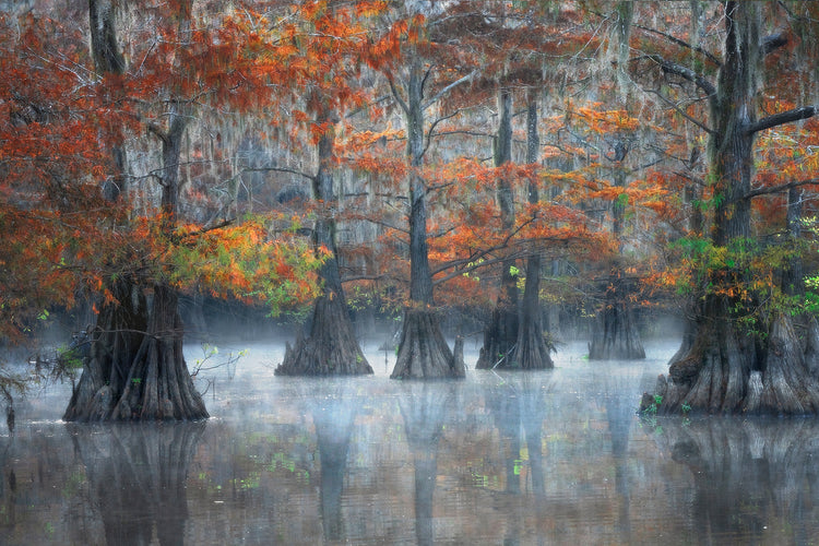 Beauty of the Bayou