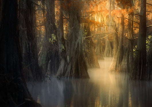 Beauty of the Bayou