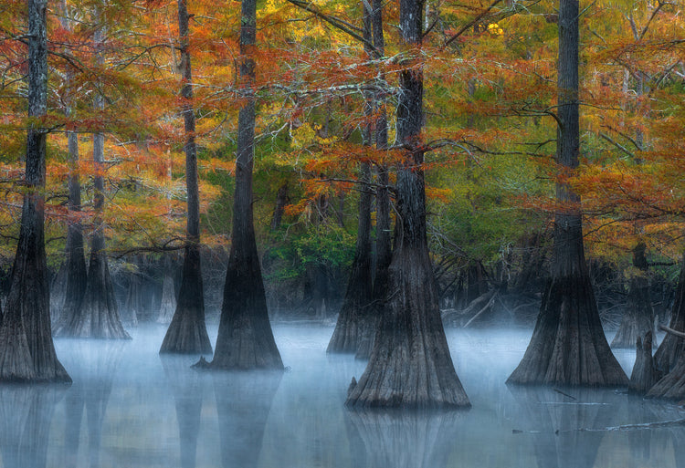 Beauty of the Bayou