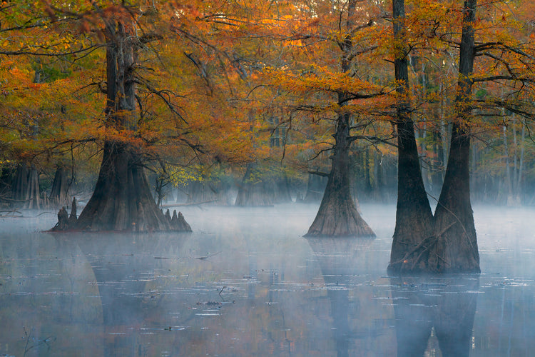 Beauty of the Bayou