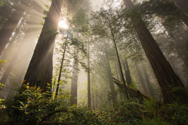 Mystic Forest