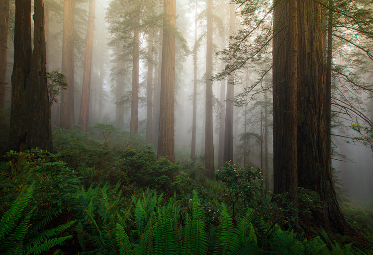 Mystic Forest