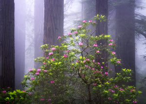 Mystic Forest