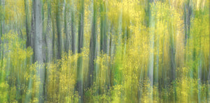 Aspen Impressions