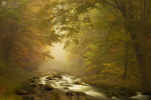 Autumn Dream