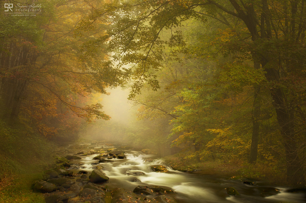 Autumn Dream