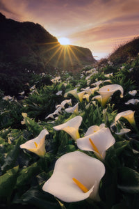 Cups of Sunshine