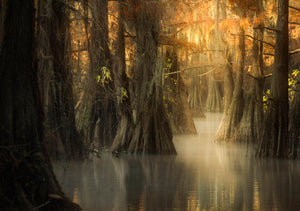 Dreamscape