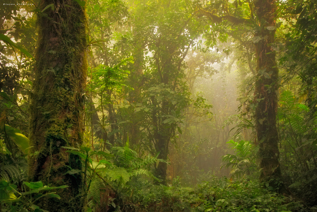Into the Mist