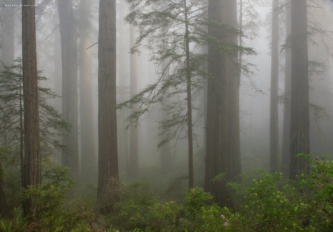 Mystic Mornings