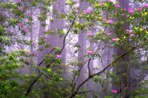 Pink Lattice