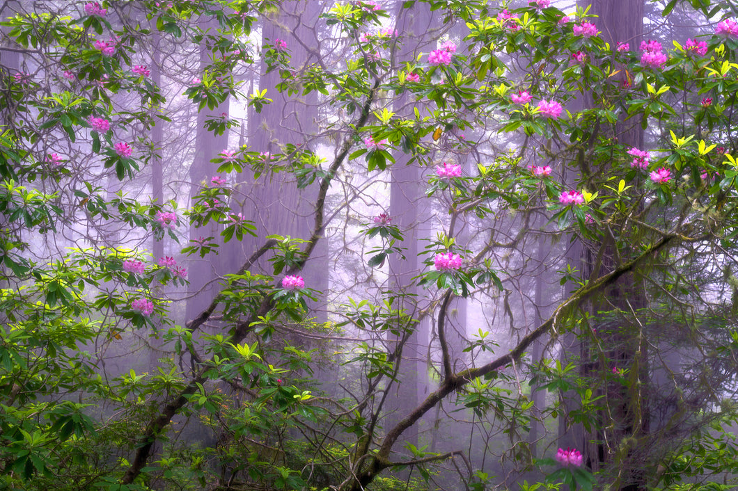 Pink Lattice