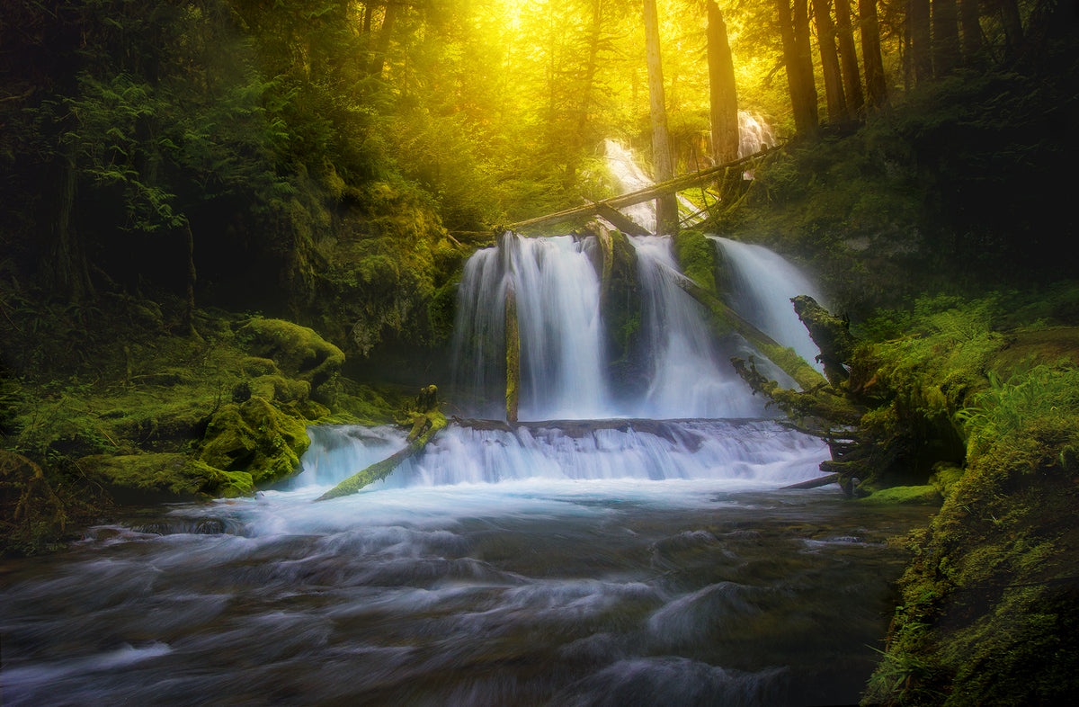 Radiance – Sapna Reddy