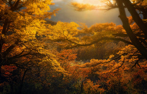 Season's Symphony