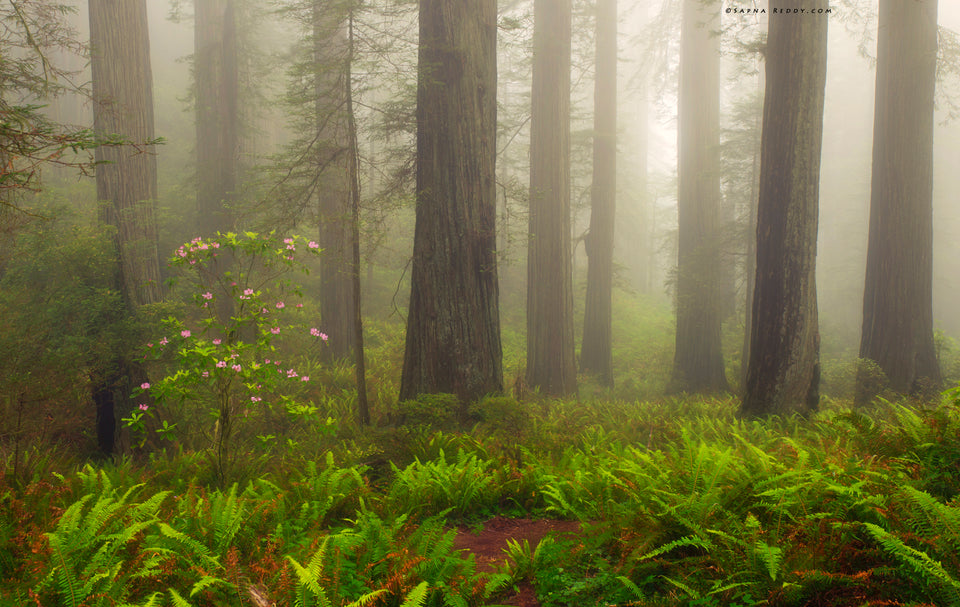 The Mystic Forest