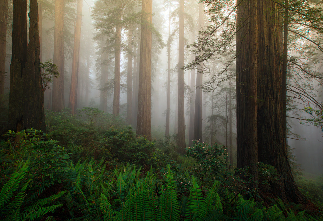 The Redwood Forest